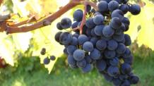 images/categorieimages/Montepulciano grape.jpg